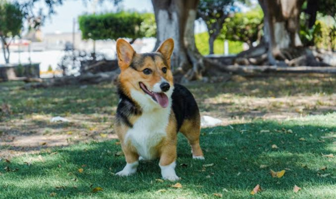 Corgi Training: Proven Strategies for Raising a Well-Behaved Companion